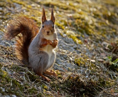 Squirrel