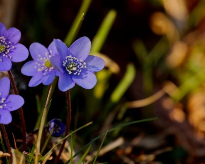 Blåsippa / Liverleaf / Hepatica Nobilis