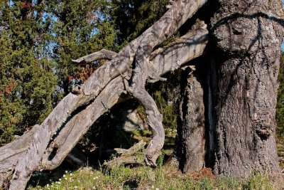 The old oak tree.