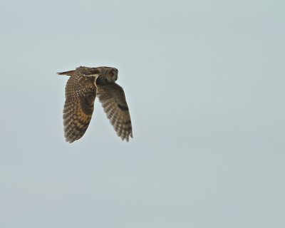 Long-eared Owl flying over southern land.