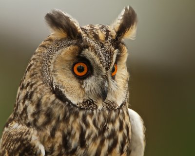 Long-eared Owl.