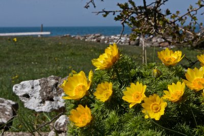 Arontorpsros/Våradonis/Adonis vernalis with Kalmar strait in the background.