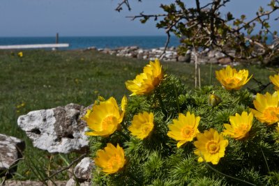 Arontorpsros/Vradonis/Adonis vernalis with Kalmar strait in the background.