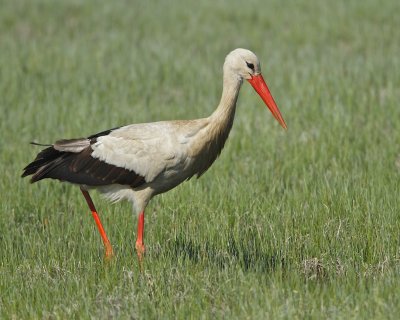 White Stork