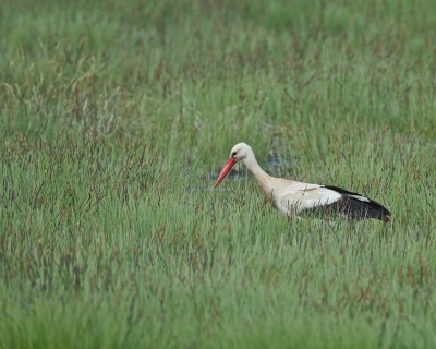 White Stork.