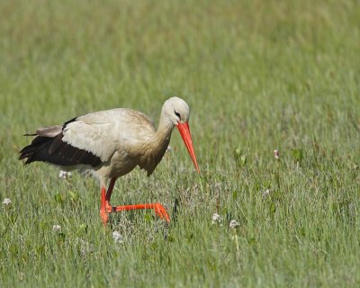 White Stork