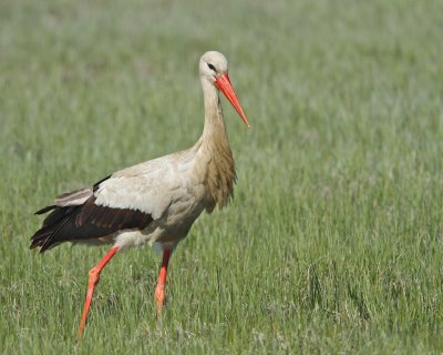 White Stork