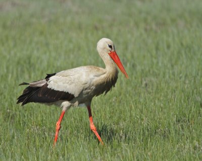 White Stork 