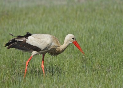 White Stork 