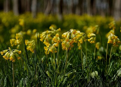 Gullviva / Cowslip / Primula veris