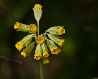 Gullviva / Cowslip / Primula veris