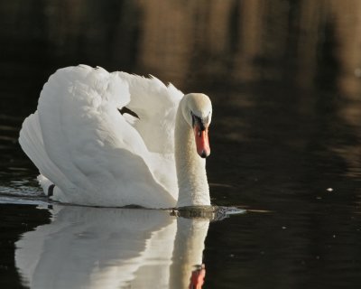 Mute Swan.