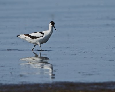 Pied Avocet