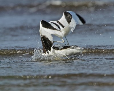 Pied Avocet. Cant be easy with those legs!