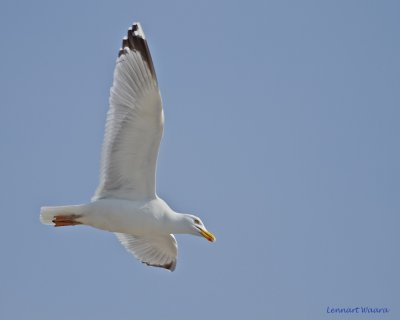 Herring Gull.