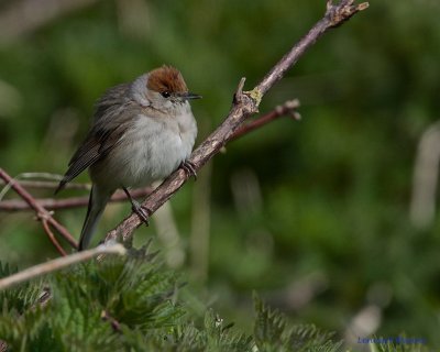 Blackcap female.