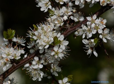 Sln / Sloe in bloom / Prunus spinosa