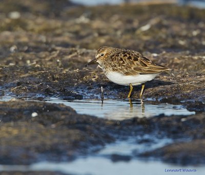 Little Stint