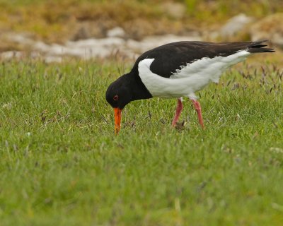 Eurasian Oystercatcher II