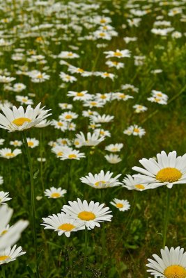 Prästkrage / Oxeye Daisy / Leucanthemum vulgare.