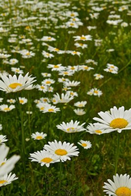 Prstkrage / Oxeye Daisy / Leucanthemum vulgare.