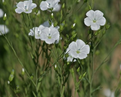 Linsnärja / Flax Dodde