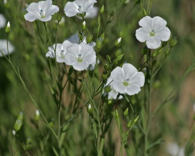 Linsnrja / Flax Dodde