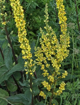 Mörkt kungsljus / Dark Mullein / Verbascum nigrum
