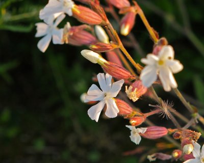 Vitblära / Åkerlyst / White Campion/ Lychnis alba