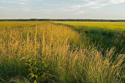 Evening sun over grain fields.