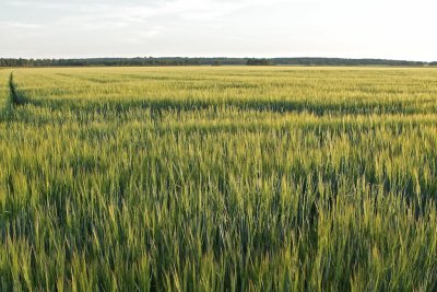 Field of rye in evening light