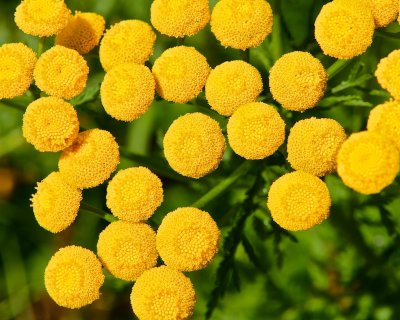 Renfana / Tansy / Tanacetum vulgare.