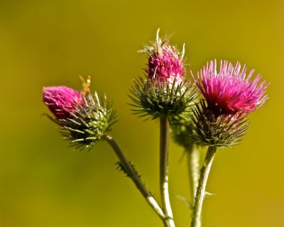 Krististel / Welted Thistle / Carduus crispus.jpg