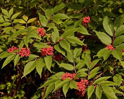 Red-berried Elder/Druvflder/Sambucus racemosa.jpg