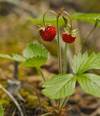Wild Strawberry/Smultron/Fragaria vesca.