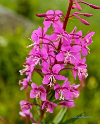 Mjölört / Rosebay Willowherb / Epilobium angustifolium.