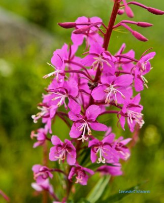 Mjlrt / Rosebay Willowherb /  Epilobium angustifolium.