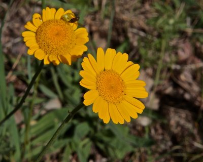 Frgkulla / Yellow Chamomile / Anthemis tinctoria.