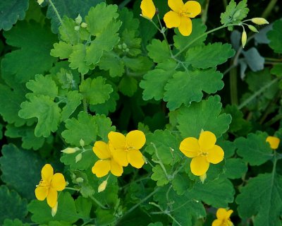 Skelört / Greater Celandion / Chelidonium majus.