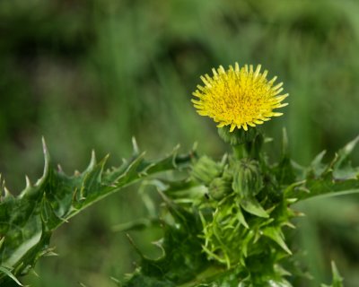 kermolke / Perennial Sow-Thistle / Sonchus arvensis.