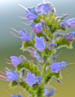 Blåeld / Viper´s -bugloss / Echium vulgare