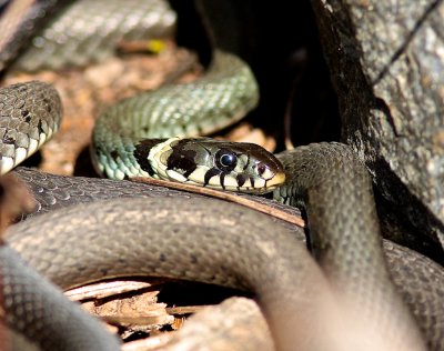 Grass snakes