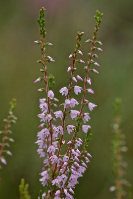 Ljung / Heather / Calluna vulgaris.