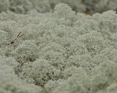 Vitlav/Cladonia stellaris