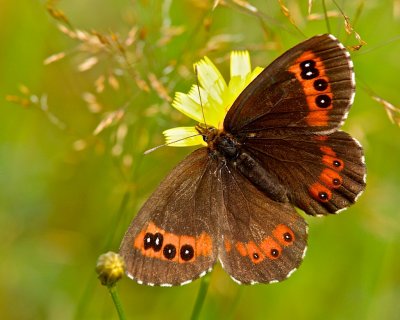 Skogsgrsfjril/Erebia ligea