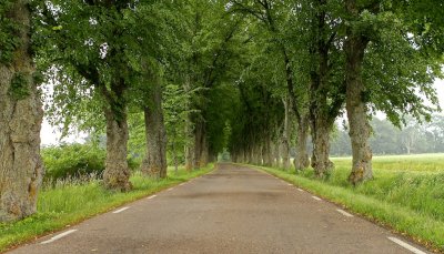 Lime-tree Alley.