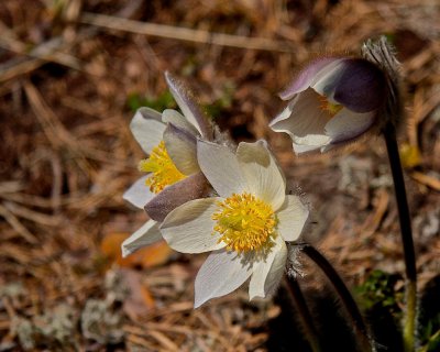 Mosippa/Pulsatilla vernalis.