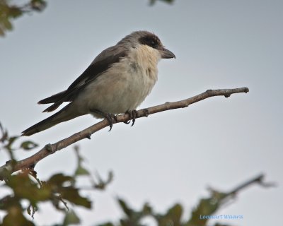 Svartpannad trnskata / Lesser Grey Shrike