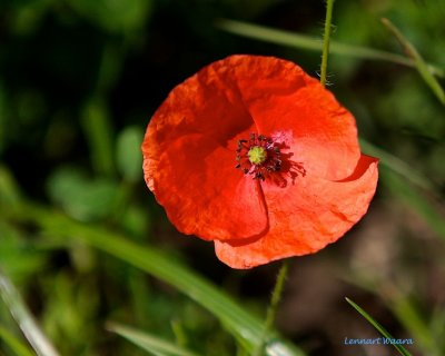 Rågvallmo / Long headed Poppy / Papaver dubium