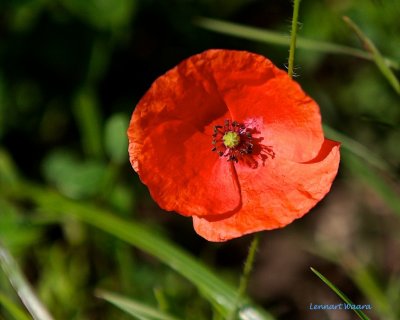 Rgvallmo / Long headed Poppy / Papaver dubium